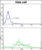 FC - STRAP Antibody (C-term) AP2933b